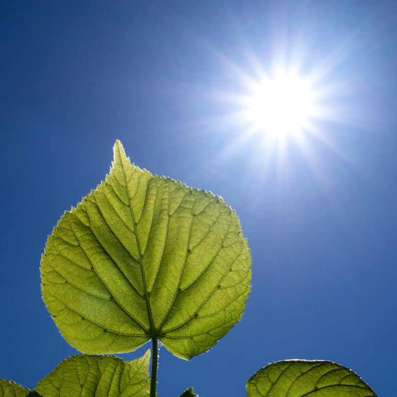 Unlocking the Secrets of Photosynthesis: How Plants Power the World